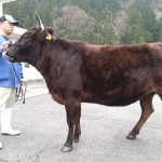 しげなみ号-茂美波-茂金波-菊照土井-茂金波-秀正-田福、近交係数30.371